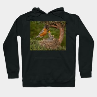 American Robin Feeding Chicks Hoodie